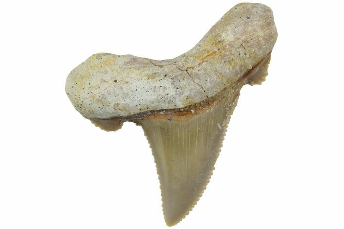 Serrated Sokolovi (Auriculatus) Shark Tooth - Dakhla, Morocco #225232